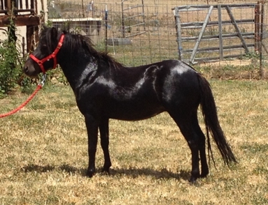 Wesco Farms DN Gamebreaker